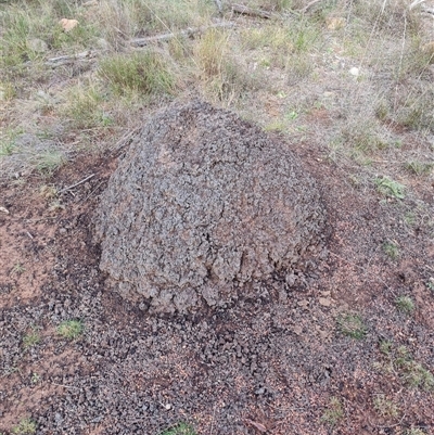 Nasutitermes exitiosus (Snouted termite, Gluegun termite) at Hackett, ACT - 4 Jun 2024 by AaronClausen