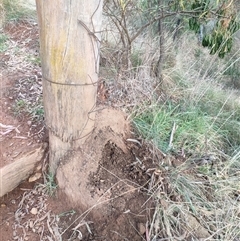 Nasutitermes exitiosus (Snouted termite, Gluegun termite) at Hackett, ACT - 4 Jun 2024 by AaronClausen