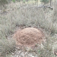 Nasutitermes exitiosus (Snouted termite, Gluegun termite) at Hackett, ACT - 4 Jun 2024 by AaronClausen