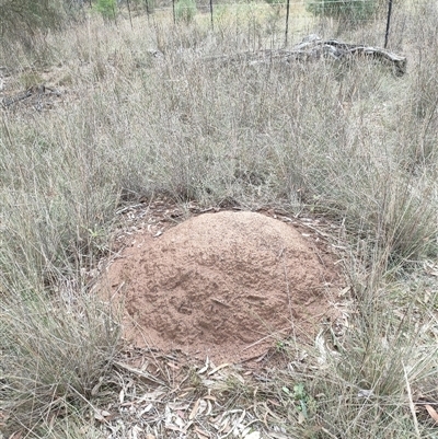 Nasutitermes exitiosus (Snouted termite, Gluegun termite) at Hackett, ACT - 4 Jun 2024 by AaronClausen