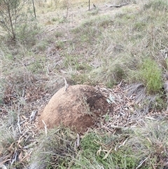 Nasutitermes exitiosus (Snouted termite, Gluegun termite) at Hackett, ACT - 4 Jun 2024 by AaronClausen