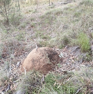 Nasutitermes exitiosus at Hackett, ACT - suppressed