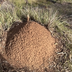 Nasutitermes exitiosus (Snouted termite, Gluegun termite) at O'Connor, ACT - 4 Jun 2024 by AaronClausen