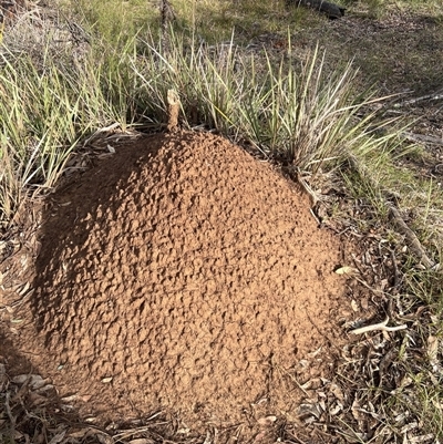 Nasutitermes exitiosus (Snouted termite, Gluegun termite) at O'Connor, ACT - 4 Jun 2024 by AaronClausen