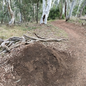 Nasutitermes exitiosus at Hackett, ACT - suppressed