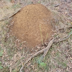 Nasutitermes exitiosus (Snouted termite, Gluegun termite) at Hackett, ACT - 4 Jun 2024 by AaronClausen