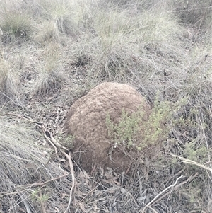 Nasutitermes exitiosus at Campbell, ACT - suppressed