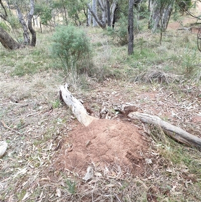 Nasutitermes exitiosus (Snouted termite, Gluegun termite) at Watson, ACT - 4 Jun 2024 by AaronClausen