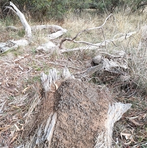 Nasutitermes exitiosus at Watson, ACT - 4 Jun 2024