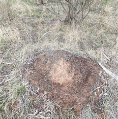 Nasutitermes exitiosus (Snouted termite, Gluegun termite) at Watson, ACT - 4 Jun 2024 by AaronClausen