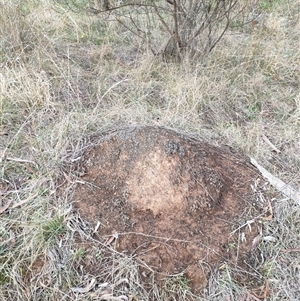 Nasutitermes exitiosus at Watson, ACT - 4 Jun 2024