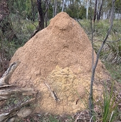 Coptotermes lacteus (Milk Termite) at O'Connor, ACT - 4 Jun 2024 by AaronClausen