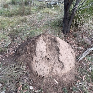 Nasutitermes exitiosus at O'Connor, ACT - 4 Jun 2024