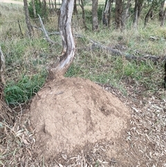 Nasutitermes exitiosus (Snouted termite, Gluegun termite) at Hackett, ACT - 4 Jun 2024 by AaronClausen