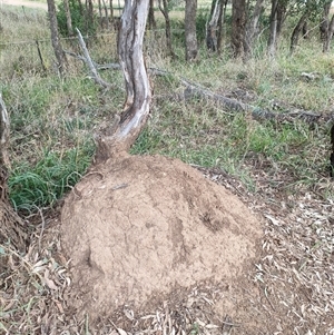 Nasutitermes exitiosus at Hackett, ACT - 4 Jun 2024