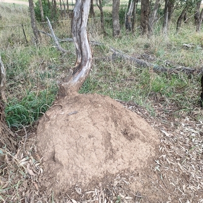 Nasutitermes exitiosus (Snouted termite, Gluegun termite) at Hackett, ACT - 4 Jun 2024 by AaronClausen