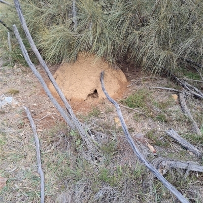 Nasutitermes exitiosus (Snouted termite, Gluegun termite) at Hackett, ACT - 4 Jun 2024 by AaronClausen