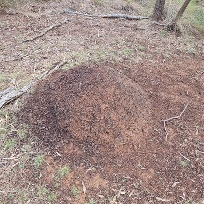 Nasutitermes exitiosus (Snouted termite, Gluegun termite) at Hackett, ACT - 4 Jun 2024 by AaronClausen