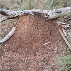 Nasutitermes exitiosus (Snouted termite, Gluegun termite) at Hackett, ACT - 4 Jun 2024 by AaronClausen