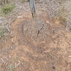 Nasutitermes exitiosus (Snouted termite, Gluegun termite) at Hackett, ACT - 4 Jun 2024 by AaronClausen