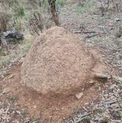 Nasutitermes exitiosus (Snouted termite, Gluegun termite) at Hackett, ACT - 4 Jun 2024 by AaronClausen