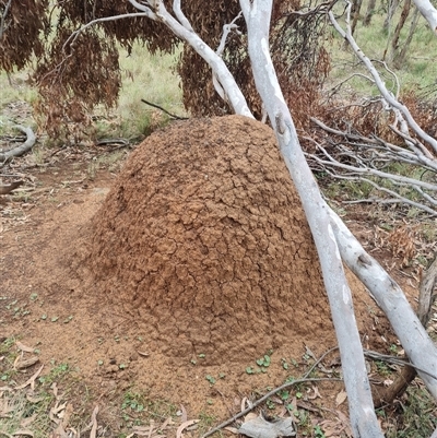 Nasutitermes exitiosus (Snouted termite, Gluegun termite) at Hackett, ACT - 4 Jun 2024 by AaronClausen