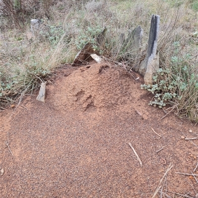 Nasutitermes exitiosus (Snouted termite, Gluegun termite) at Hackett, ACT - 4 Jun 2024 by AaronClausen