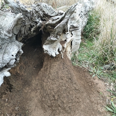 Nasutitermes exitiosus (Snouted termite, Gluegun termite) at Watson, ACT - 4 Jun 2024 by AaronClausen