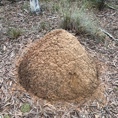 Nasutitermes exitiosus (Snouted termite, Gluegun termite) at Bruce, ACT - 4 Jun 2024 by AaronClausen