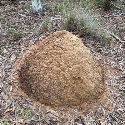 Nasutitermes exitiosus (Snouted termite, Gluegun termite) at Bruce, ACT - 4 Jun 2024 by DonFletcher