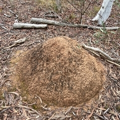 Nasutitermes exitiosus (Snouted termite, Gluegun termite) at Bruce, ACT - 4 Jun 2024 by AaronClausen