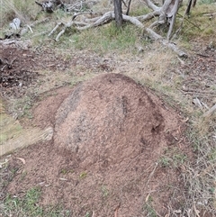 Nasutitermes exitiosus (Snouted termite, Gluegun termite) at Hackett, ACT - 4 Jun 2024 by AaronClausen