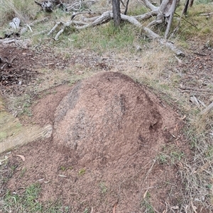 Nasutitermes exitiosus at Hackett, ACT - 4 Jun 2024