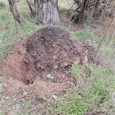 Nasutitermes exitiosus (Snouted termite, Gluegun termite) at Hackett, ACT - 4 Jun 2024 by AaronClausen