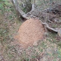 Nasutitermes exitiosus (Snouted termite, Gluegun termite) at Hackett, ACT - 4 Jun 2024 by AaronClausen