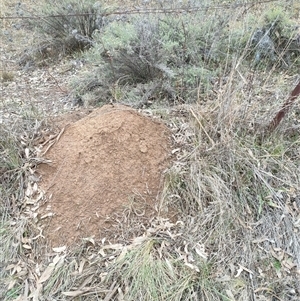 Nasutitermes exitiosus at Hackett, ACT - suppressed