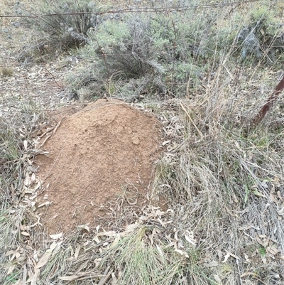 Nasutitermes exitiosus (Snouted termite, Gluegun termite) at Hackett, ACT - 4 Jun 2024 by AaronClausen