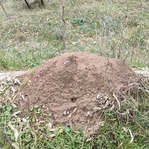 Nasutitermes exitiosus at Hackett, ACT - 4 Jun 2024