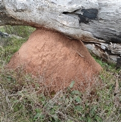 Nasutitermes exitiosus (Snouted termite, Gluegun termite) at Hackett, ACT - 4 Jun 2024 by AaronClausen