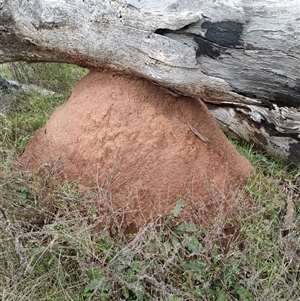 Nasutitermes exitiosus at Hackett, ACT - 4 Jun 2024