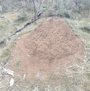 Nasutitermes exitiosus at Ainslie, ACT - suppressed