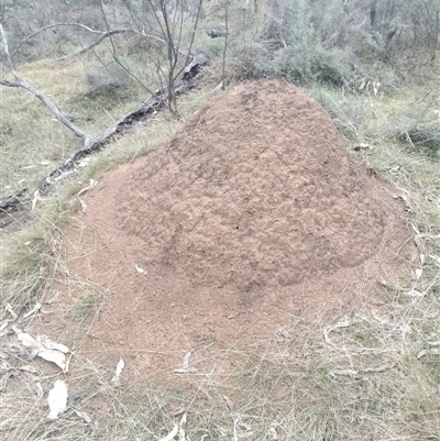 Nasutitermes exitiosus (Snouted termite, Gluegun termite) at Ainslie, ACT - 4 Jun 2024 by AaronClausen