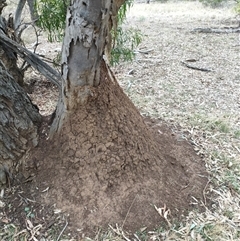 Nasutitermes exitiosus (Snouted termite, Gluegun termite) at Watson, ACT - 4 Jun 2024 by AaronClausen