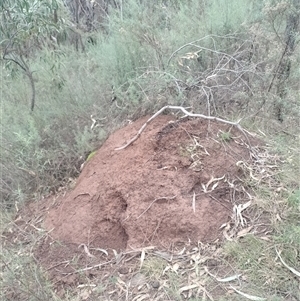 Nasutitermes exitiosus at Ainslie, ACT - suppressed