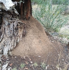 Nasutitermes exitiosus (Snouted termite, Gluegun termite) at Hackett, ACT - 5 Jun 2024 by DonFletcher