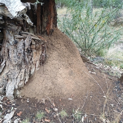 Nasutitermes exitiosus (Snouted termite, Gluegun termite) at Hackett, ACT - 4 Jun 2024 by AaronClausen