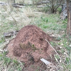 Nasutitermes exitiosus (Snouted termite, Gluegun termite) at Hackett, ACT - 5 Jun 2024 by DonFletcher