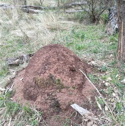 Nasutitermes exitiosus (Snouted termite, Gluegun termite) at Hackett, ACT - 5 Jun 2024 by DonFletcher