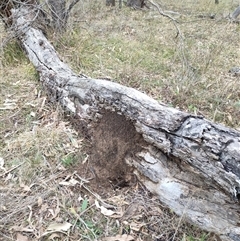 Nasutitermes exitiosus (Snouted termite, Gluegun termite) at Watson, ACT - 4 Jun 2024 by AaronClausen