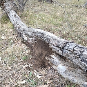 Nasutitermes exitiosus at Watson, ACT - 5 Jun 2024